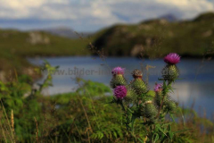 B869-near-Drumbeg-19.07.2016_008