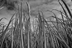 Balnakeil-Bay-21.07.2016_020-SW