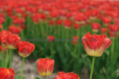 Callantsoog-19.05.2013_22