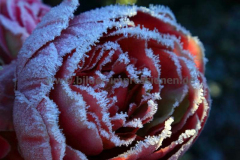 Friedhof-Lennep-04.12.2016_0211