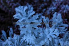 Friedhof-Lennep-04.12.2016_0271