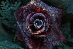 Friedhof-Lennep-04.12.2016_0341