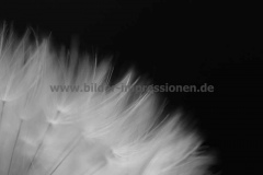 Garten-07.06.201404