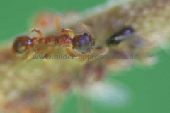 Garten-09.06.201406