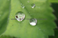 Garten-13.06.2013__004