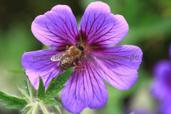 Garten-13.06.2013__009