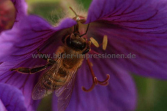 Garten-13.06.2013__012