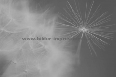 Garten-13.06.2013__022