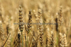 Hackenberg-01.08.2016_001