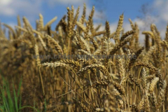 Hackenberg-01.08.2016_009