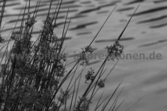 Loch-Gougane-Barra-28.07.2013_014