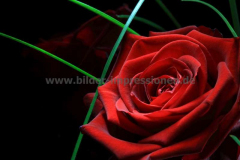 Rosen-14.02.2015_0035