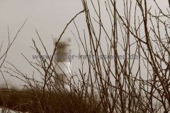Helgoland-01.11.2011_004