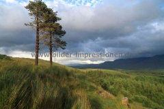 Tawnyard-Loch-08.08.2013_052