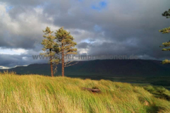 Tawnyard-Loch-08.08.2013_059
