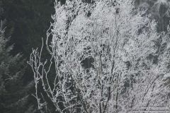 Schwelmer-Str.-02.02.2011_11