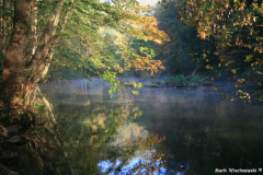 Waldbilder_51