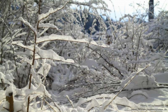Wilhelmstal-30.01.2010_02