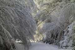 Wilhelmstal-30.01.2010_10