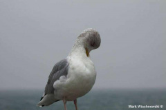Helgoland-23.10.2009_004