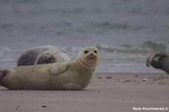 Helgoland-23.10.2009_018
