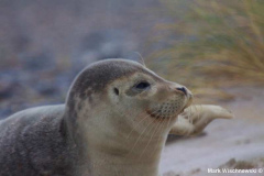 Helgoland-23.10.2009_025