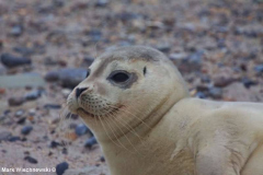 Helgoland-23.10.2009_032