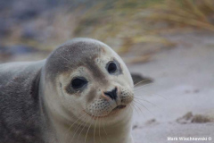 Helgoland-23.10.2009_038