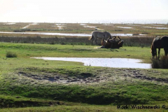 Juist-20.10.2010_08