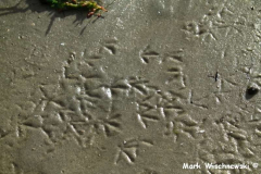 Juist-20.10.2010_37