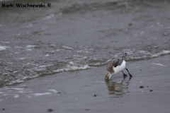 Juist-22.10.2010_27
