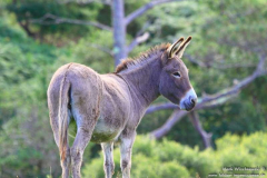 Connemara-Nat.-Park-07.08.2013_003