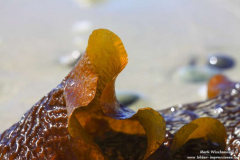 Strand-Corrownisky-04.08.2013_013