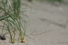 Strand-Corrownisky-04.08.2013_024