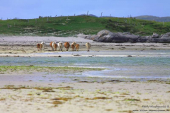 Strand-Orney-05.08.2013_001