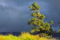 Tawnyard-Loch-08.08.2013_033