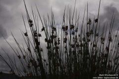 Tawnyard-Loch-09.08.2013_016