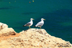 Farol-Ponta-do-Altar_014