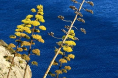 Forta-da-Beliche-10.08.2009_002