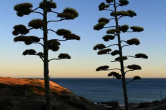 Sagres-26.07.08__002