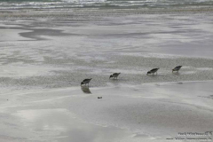 Balnakeil-Bay-21.08.2011_07