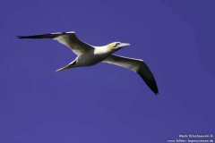 Basstoelpel-24.08.2011_09