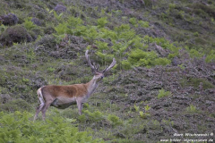 Carsaig-07.07.2015_021