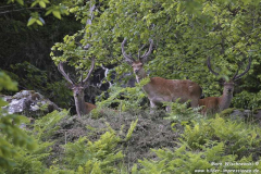 Carsaig-07.07.2015_025