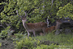 Carsaig-07.07.2015_030
