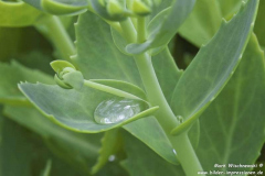 Castle-Torosay-05.07.2015_018