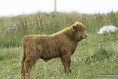 Clashmore-18.08.11_08