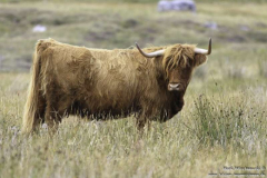 Clashmore-18.08.11_16