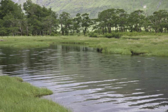 Glen-Etive-03.07.2017_010