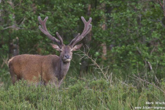 Glenfinnan-01.07.2015_038